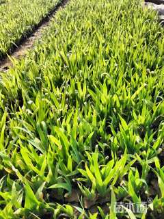 高度10厘米燕尾草