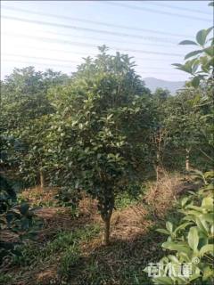 高度200厘米丛生桂花