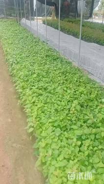 高度20厘米三角梅