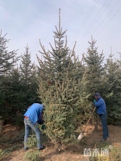 高度250厘米紫果云杉