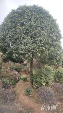 18公分高杆桂花