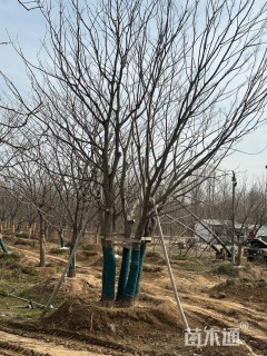 15公分丛生朴树