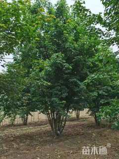 高度600厘米丛生三角枫