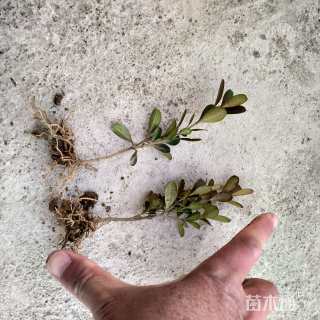 高度10厘米豆瓣黄杨