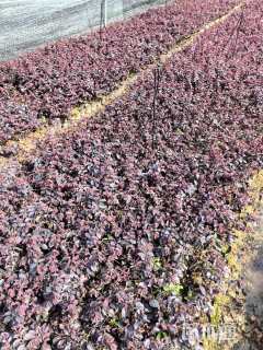 高度30厘米红花继木