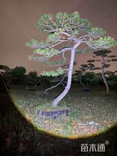 高度400厘米黑松