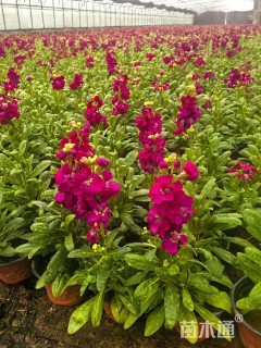 高度20厘米紫罗兰