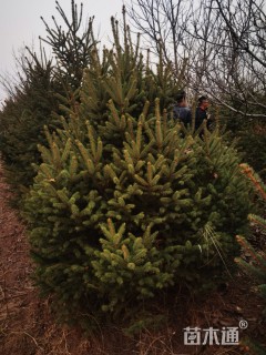 高度200厘米云杉