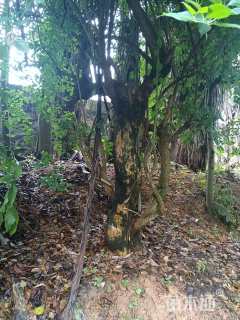 高度300厘米三角梅