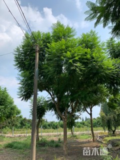 20公分蓝花楹