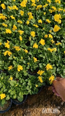 高度18厘米角堇