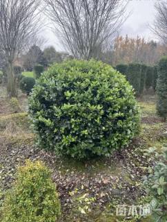 冠幅150厘米金森女贞球