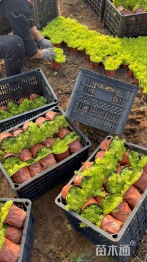 高度13厘米佛甲草