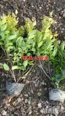 高度20厘米金森女贞