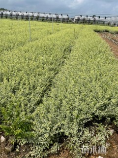 高度40厘米银姬小蜡