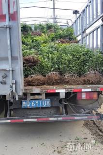 高度40厘米大叶黄杨小苗