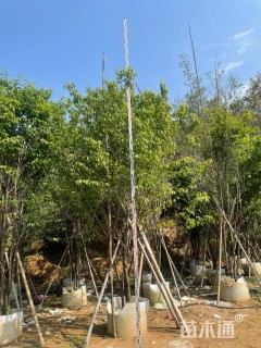 6公分福建山樱花