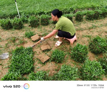大叶油草