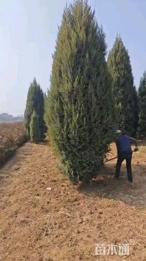 高度600厘米叉子圆柏