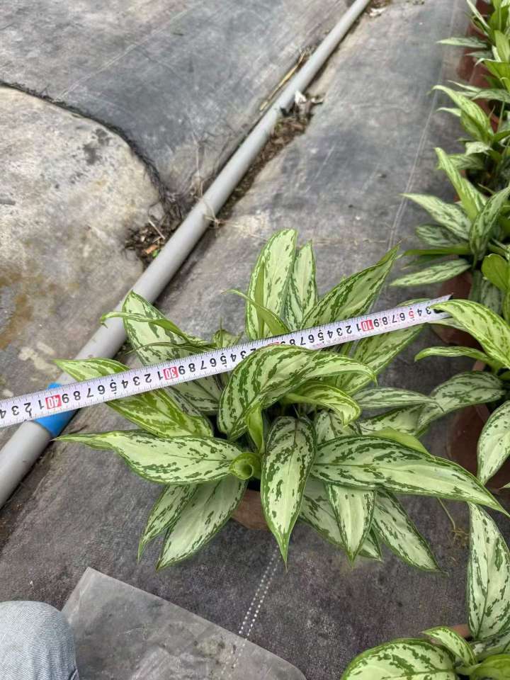 高度25厘米万年青
