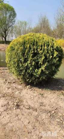 冠幅50厘米洒金柏球