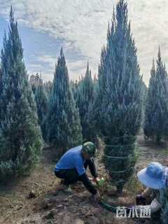 高度80厘米落基山圆柏