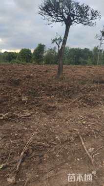 高度150厘米金弹子