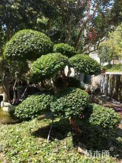 14公分造型小叶女贞