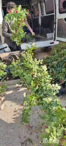 高度120厘米月季