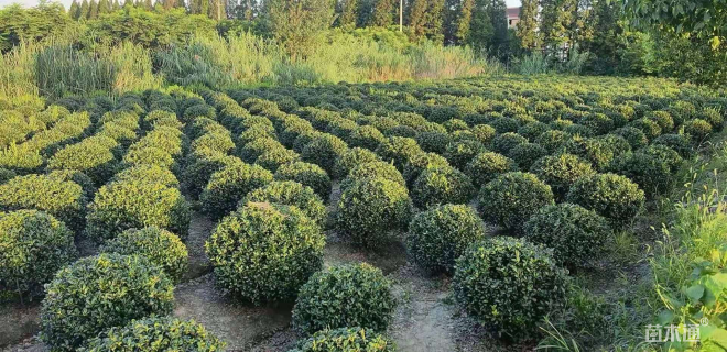 冠幅120厘米无刺枸骨球