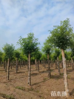 20公分刺槐