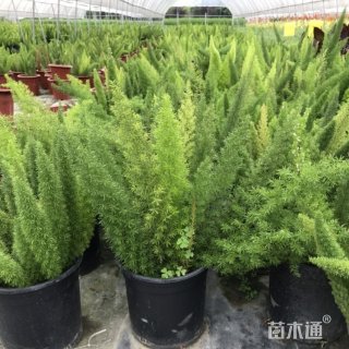 高度30厘米狐尾天门冬