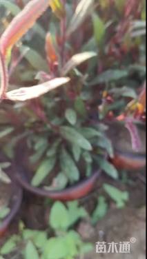 高度15厘米山桃草