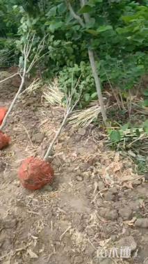 高度250厘米紫荆