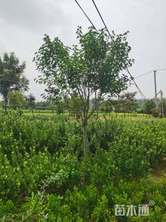 高度300厘米丁香