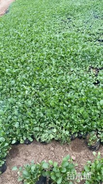 高度20厘米大滨菊