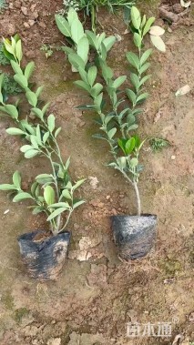 高度40厘米大叶黄杨