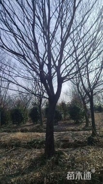 12公分朴树