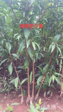 高度50厘米李子树