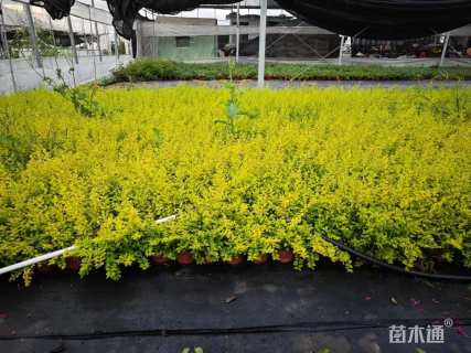 高度30厘米亮金女贞（亮晶女贞）