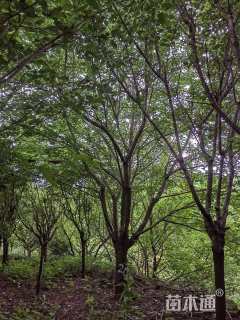 21公分日本早樱