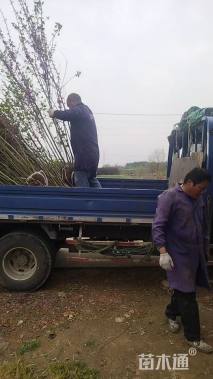 高度300厘米紫荆