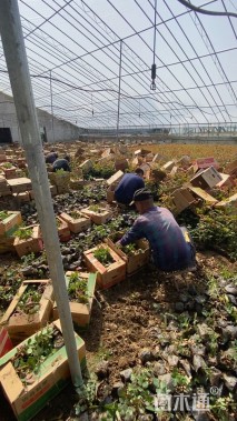 高度15厘米月季