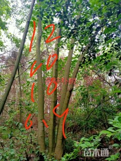 50公分多杆朴树