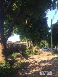 15公分桃花心木