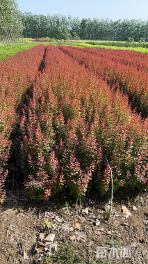 高度40厘米红叶小檗