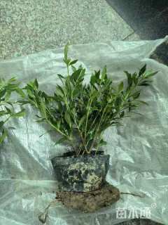 高度30厘米小叶栀子小苗