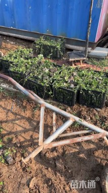 高度15厘米三叶委陵菜