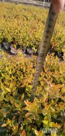 高度30厘米大花六道木