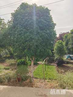 20公分桂花
